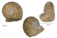 Lecointriceras fleuriausianum